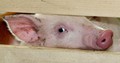 Африканская чума свиней пришла в дикую фауну Ленинградской области