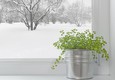 «Подснежники», или Как сохранить комнатные растения в холодное время года?